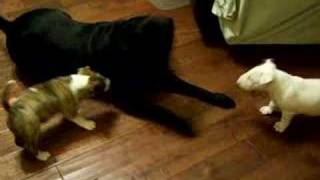 Bull Terrier Puppies Playing