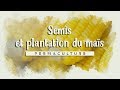 🌽 Le Semis du maïs doux ou sucré  :  semis et plantation 🌽