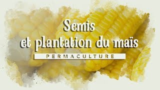 🌽 Le Semis du maïs doux ou sucré  :  semis et plantation 🌽