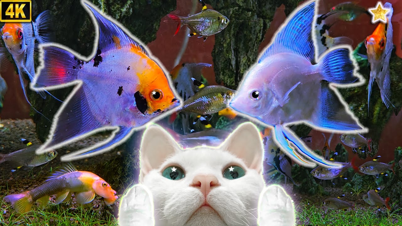 4K/CatTV/Fish★고양이가 좋아하는 영상 12시간★물고기/고양이TV/하프음악/힐링영상★Videos for cats 12Hours(Angelfish/X-ray Tetra)