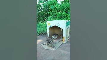 Quick and easy quail trap design # shorts