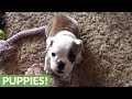 Angry little bulldog throws a hissy fit