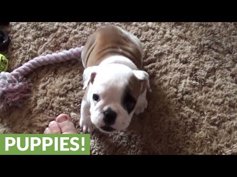 Video: 15 geschenken voor mensen die liever thuis blijven en chillen met hun hond