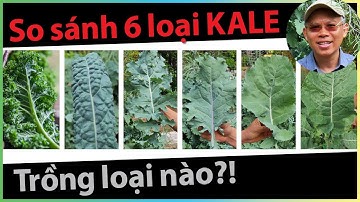 So sánh 6 loại cải KALE: chịu lạnh, trồng khó dễ, lượng lá, vị ngon và dinh dưỡng.