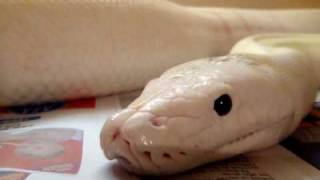 Update Ivory Retic!!