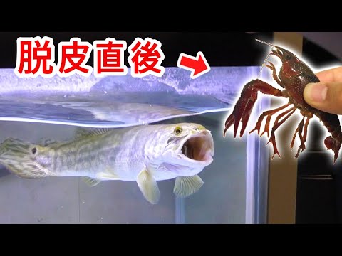 腹ペコの肉食魚に脱皮直後のザリガニを与えた結果・・・！