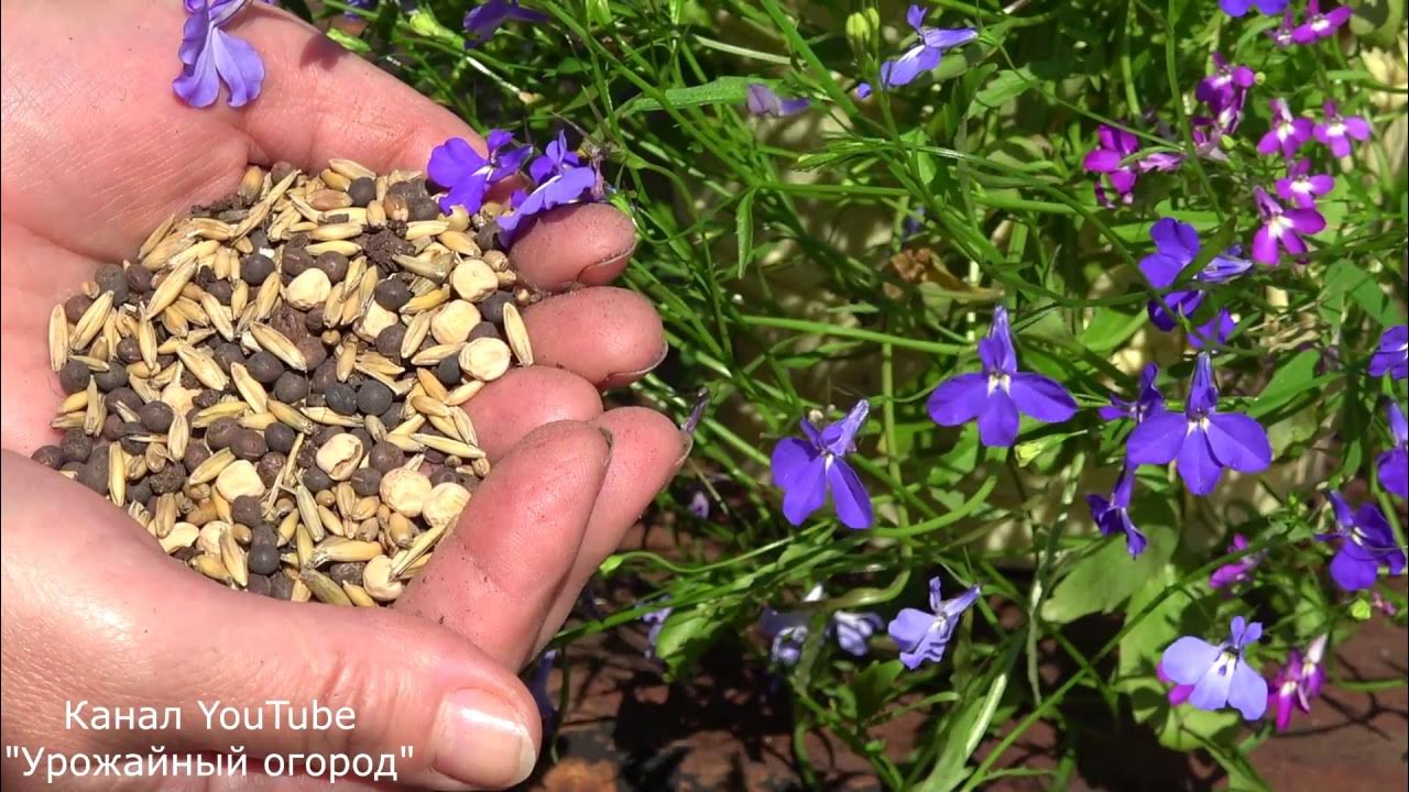 Что можно посеять в августе. Что можно посеять в августе