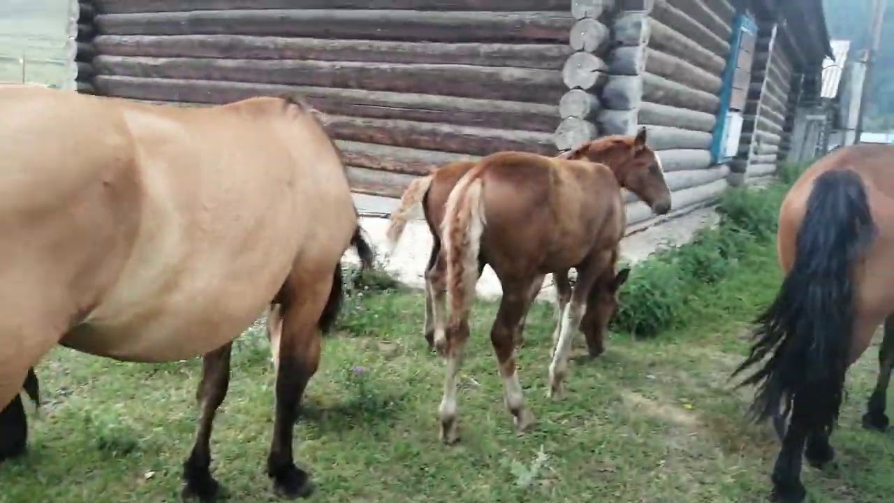 Машина с изображением коня