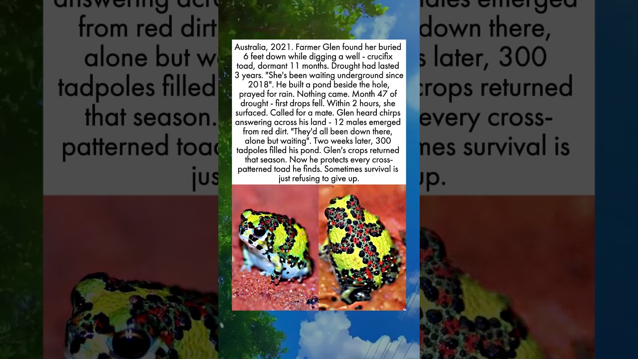 Toad That Waits for Rain