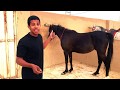 هل الخيل تعرف اسمها اذا ناديتها ؟ Does horse recognize their names when you call them