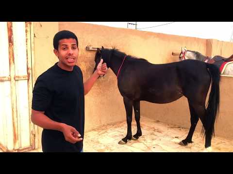 فيديو: كيفية تدريب مبتدئين الحصان