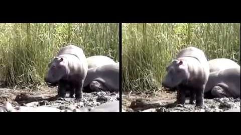 Video stabilization using OpenCV #2