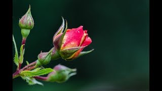 Rosarium im Doblhoffpark Baden, Juni 2018