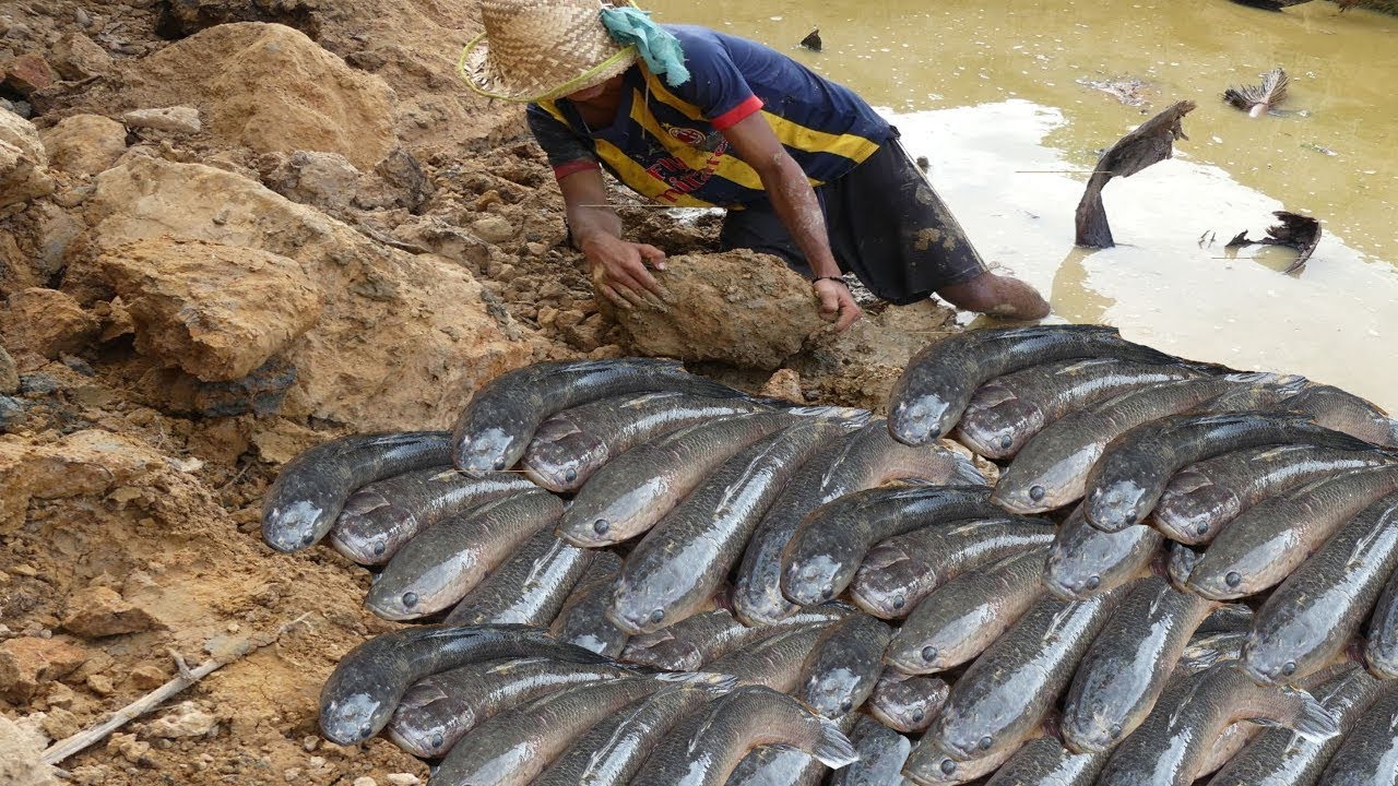 Fishing Skills Catch Fish Underland Dry Snakehead