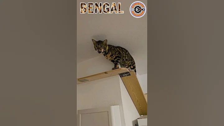 Video 6763131: bengalcat cat love, feeding bengal, cat family love