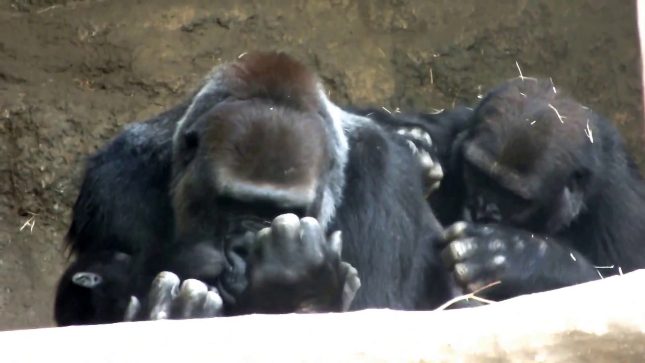kawaii emoticons Gorilla baby 