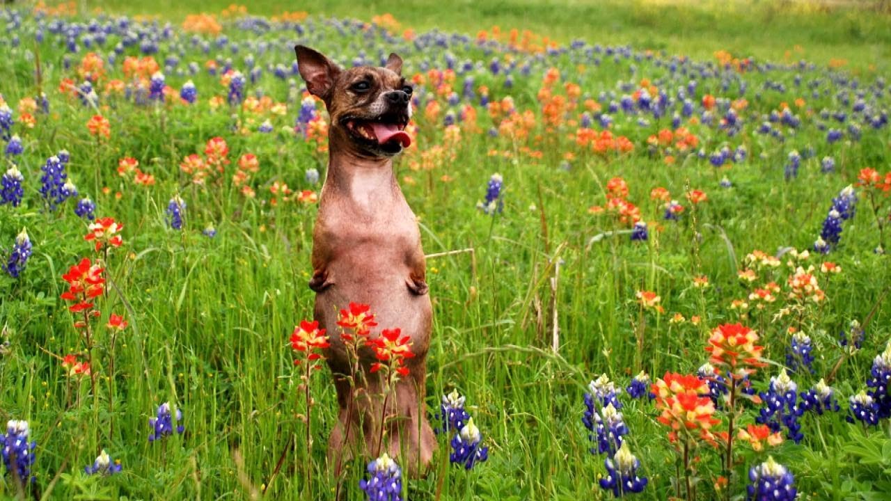 Dog Born Without Front Legs Gets Around by Hopping on Back Legs Like a