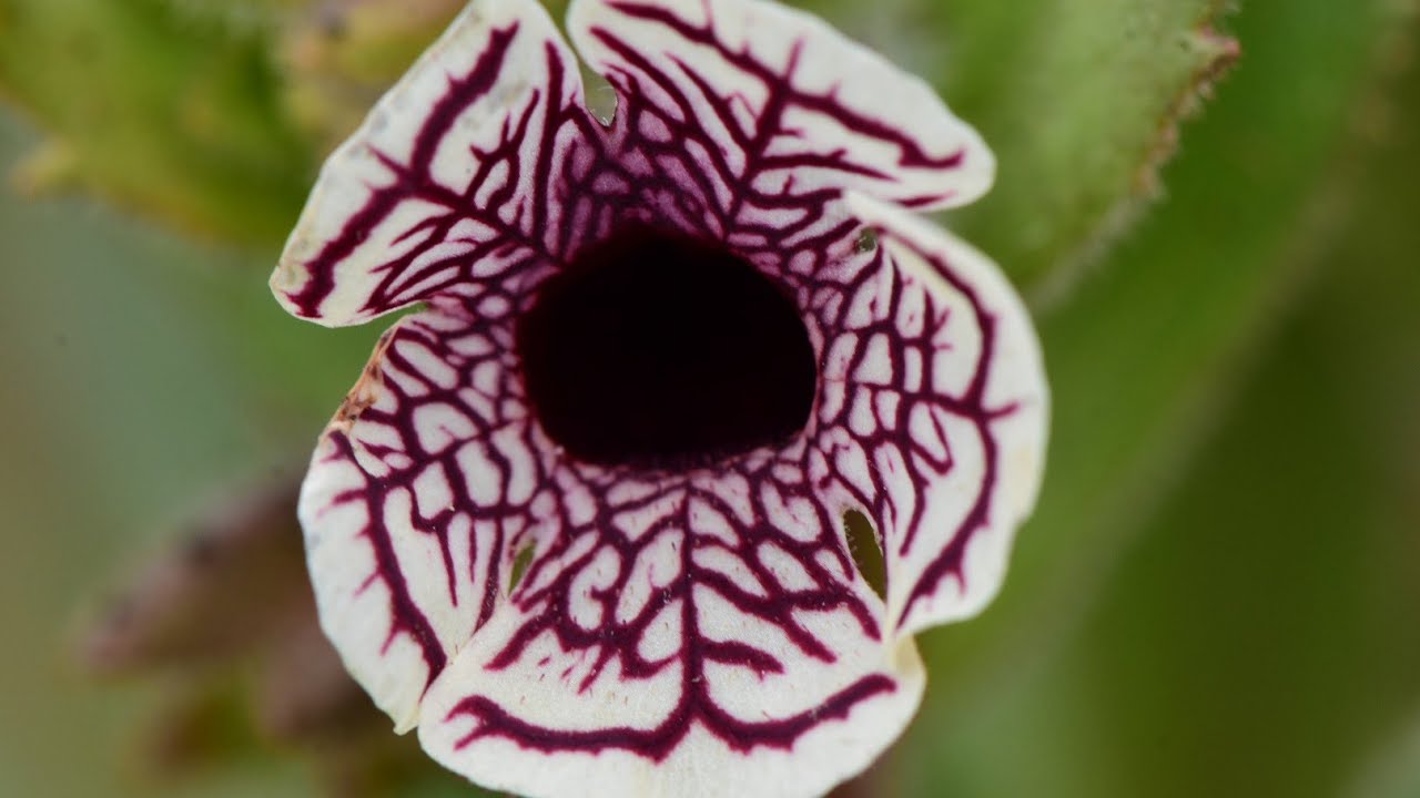 Kangaroo Rats, "NoTrespassing" Signs & the Calico Monkey Flower