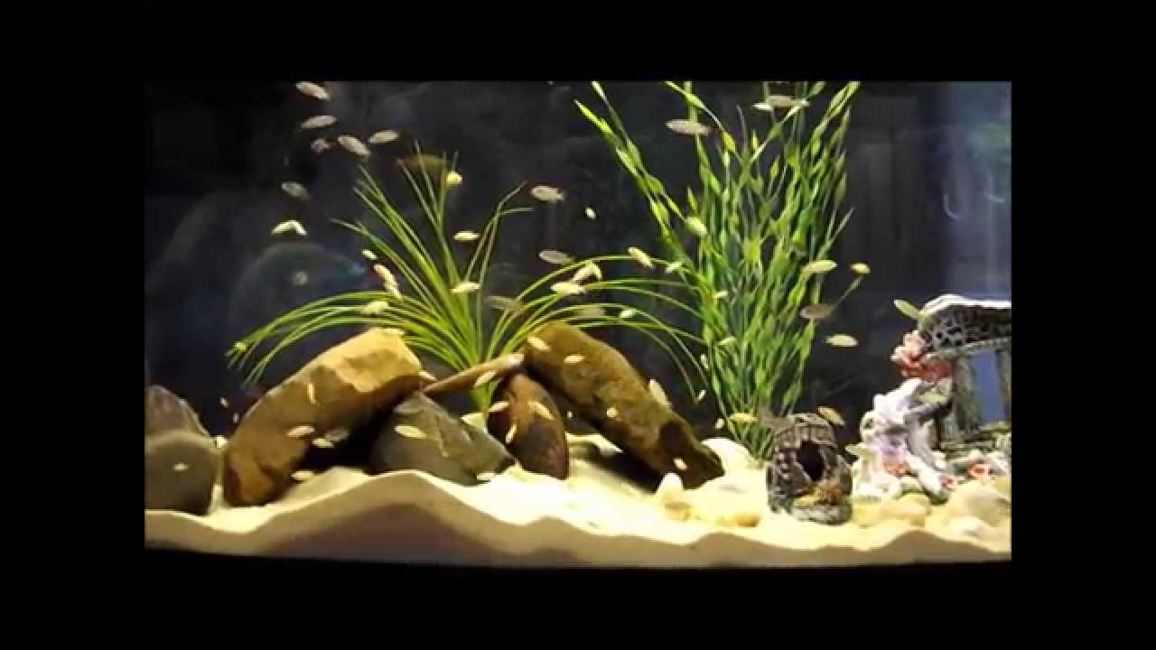 fish tanks pets at home African Cichlid Fry Tank