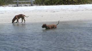 island pit bulls