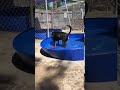 Fun in the sun at kent animal shelter