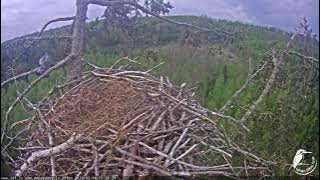 J E20210514 152655StockDoveVisits