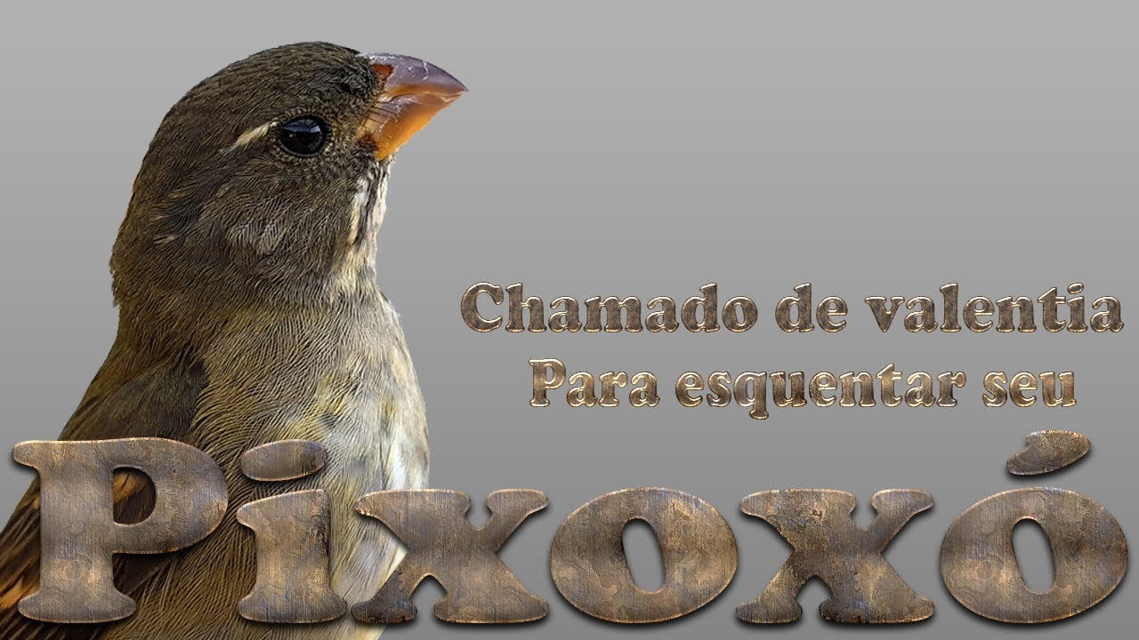 Pixoxó chamado de agressividade antes de abrir canto para esquentar seus machos