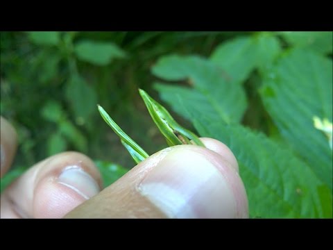Amazing Exploding Plant - Touch Me Not