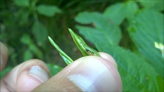 Amazing Exploding Plant - Touch Me Not