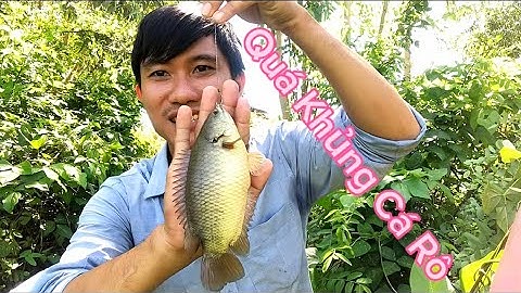 Mốc lổ câu Cá Rô Đồng và Cá Tra hôm nay Trúng Ổ quá nhiều cá  @Caucalongan62