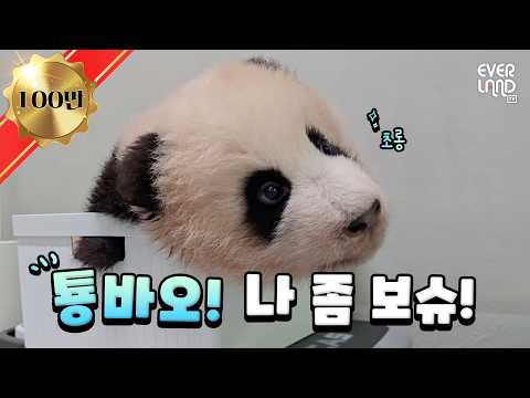 You're saying you won't watch me? I'm this cute! | #PandaAndSong #274