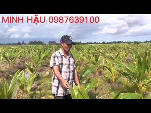 Video Mô hình trồng củ hủ dừa mới hiệu quả cao 098763100 - youtube
