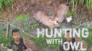 Melatih owl berburu dialam liar