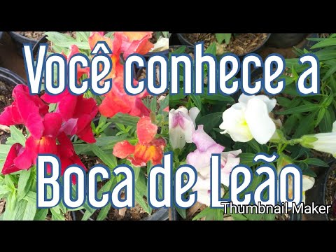 Planta Boca de Leão? - thptnganamst.edu.vn