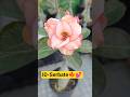 ID - Serbate 🍁💕 #adeniumflowers #desertrose #terracegarden #nature #viralshorts #viralvideo #plants