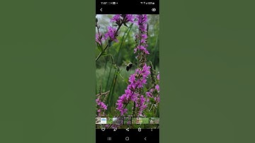Samsung Galaxy Photo Editor - Spot Color Part 1