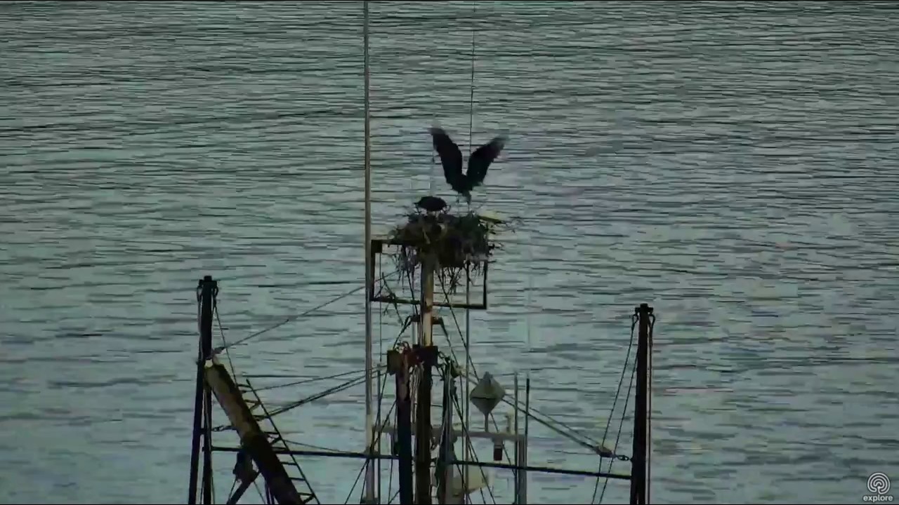 Steve brings Rachel a fish. Hog Island Ospreys. 06.28 / 25 August 2017 ...