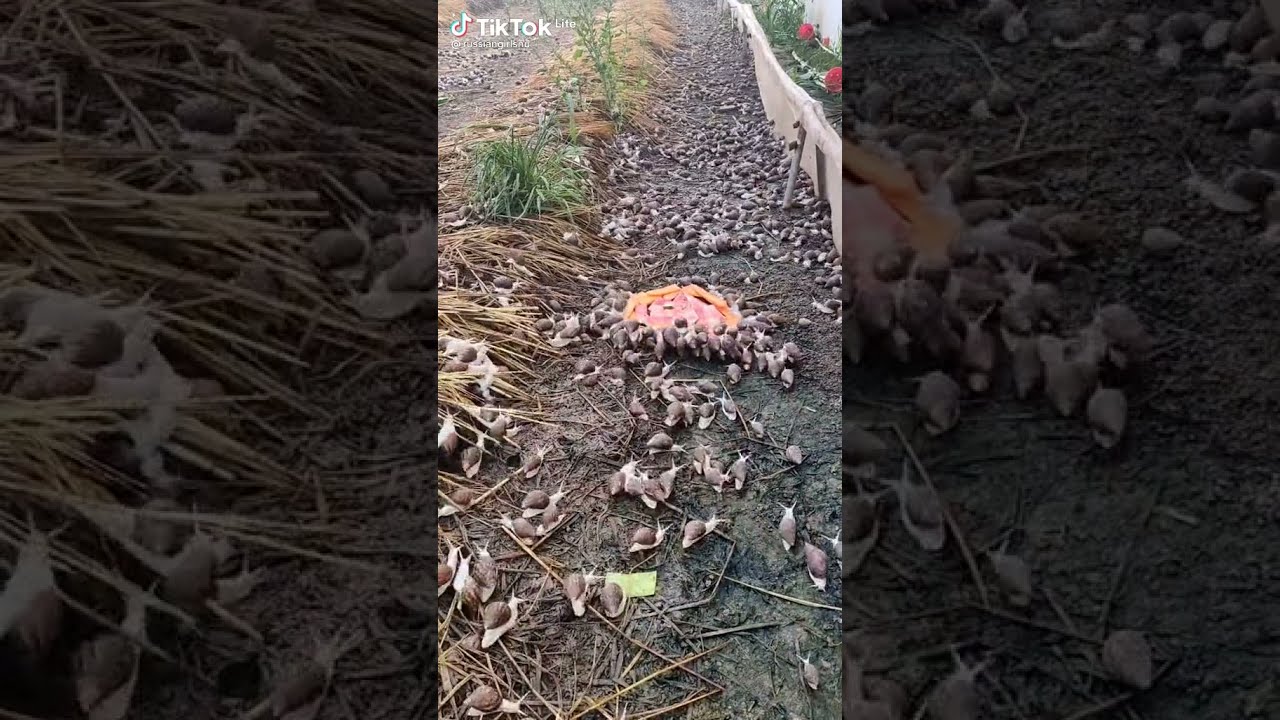 Thousands of snails