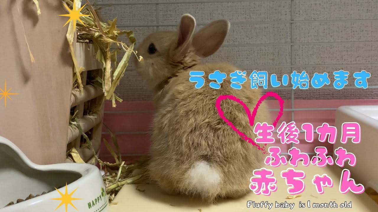 メスうさぎの発情期事情 別兎 発情期中と後ではこんなに違う She Had Changed After In Heat Youtube