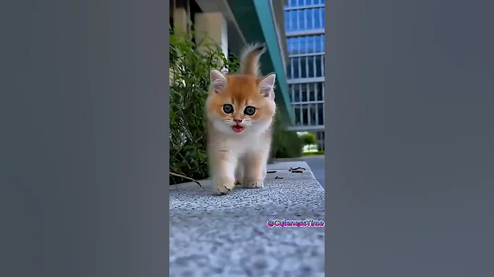 Video 11904001: kitten catlovers catlife meow, catlovers kitten cats catlife, catlover catlife meow funnycat, kitten catlovers funny meow, kitten catlover cute funnycats, kitten walking