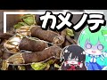 【ゆっくり料理】早苗はスーパーではあまり見かけないカメノテを食べてみる！【ゆっくり実況】【さなミラ】【珍味】