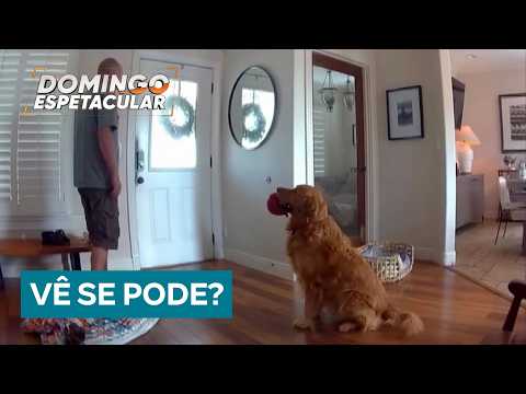 Golden Retriever ignores intruder and tries to make friends during break-in in the US