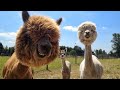 Alpaca Spitting - Funny and Cute Alpaca & Llama Videos Compilation