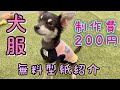 子犬を迎えて私がガラリと変わった事！【ハンドメイドにハマる】チワワ×ミニピンのミックス犬チワピン