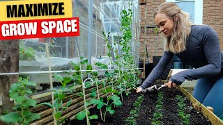 We did this $5 idea to EXPAND our SMALL garden | Pea trellis