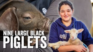 Adam Henson's Farm Diaries - Fridays with Fran - Ep9 - Nine Large Black PIGLETS
