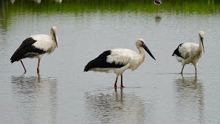 『金山清水濕地』看三隻『東方白鸛(Oriental stork)』(2021.03.31) P1000 ＆ RX10