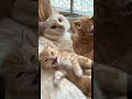 かわいいこねこ#いやしねこ 家族#kitten #cat #funnycatsvideos2024
