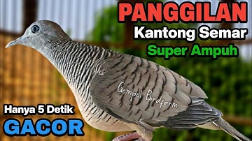Perkutut Lokal Gacor Suara Besar Pancingan Burung Perkutut Agar Bunyi