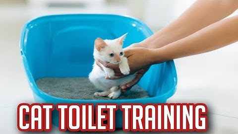 Cat Potty 🚽 Training | Teaching Kittens to Use the Litter Area | Daily Care Routine at Meow Home